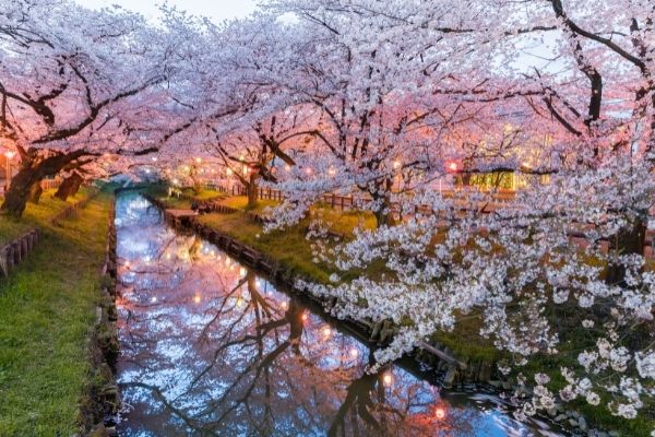 Camminando_Sakura